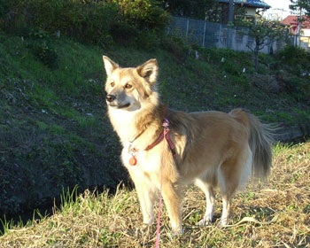 ����ꂪ������