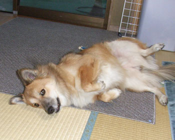 ��������ȃR����