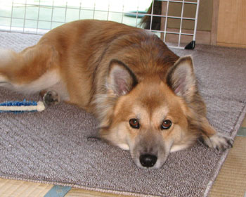 ������I����ċx�e��