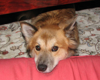 �e�[�u���̉��𔇂��Ă���