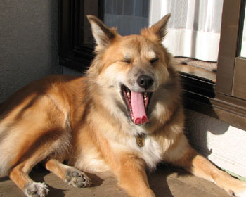 �ЂȂ��ڂ����ł�����