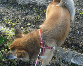 �􂢏オ��̔w���͂U�F�S����