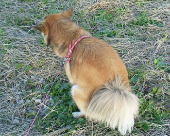 �������̃`�[