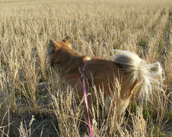 �g�C�����ɒǂ����͂܂�����