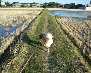 ���e��C�����Č����񂾂���