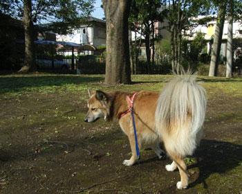 �N���ɉ����ʉ@�œr���̌�����