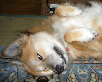 �Ȃł��Ĕ��ڂ�