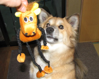 �V�����I���`����