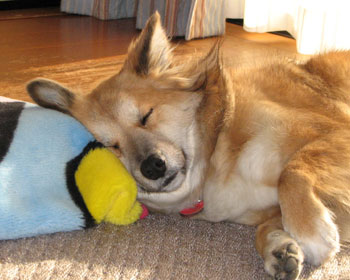 �ǂ����Ă�����Ȃ�����