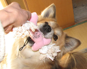 �A�����J�݂₰�ɂ��Ԃ��