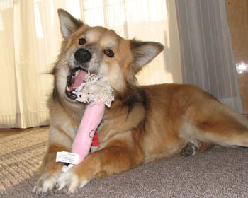 �������̂͗��Ă�Ɍ���