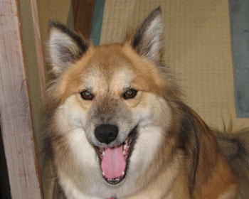 �����т̓r��