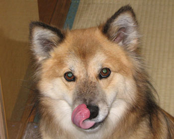 �J�ɔG�ꂽ�̂Ŏ����łȂ߂�