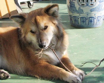 �S�΂𒴂��Ă��}���D��