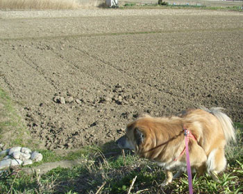 �}�Ζʂł���