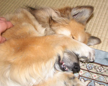 �Ȃł���Ɩڂ͕��Č��͊J��