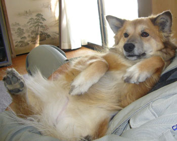 �������C��