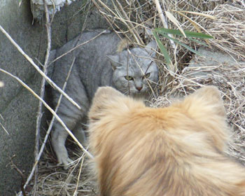 �l�R����񂪂ӂ����ł��̂�