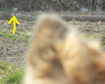 ���܂ł��������Ă��ꂽ