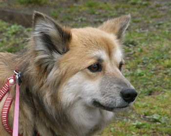 �S���S�͂Ȃ�