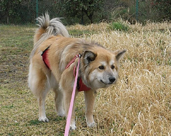 ������ƃg�Q�g�Q�����ăL�c���ʐ^��