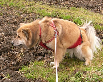 �z���C�g�o�����X��ς��ă`�[