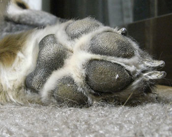 �􂤂̂������ւ�Ȃ̂ő������U��