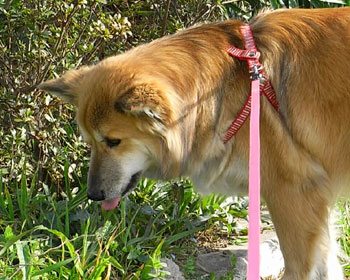 �t���ς����������G��