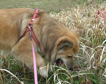 �H�׎n�߂�Ǝ~�܂�Ȃ�