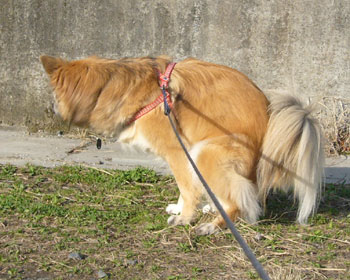 �k���̓`�[����Ȃ���