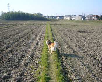 ����͂Q�W�����œc�A�����������Љ�