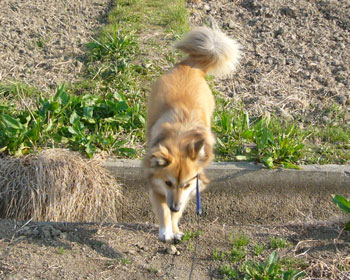 �����������̂����ƂP����