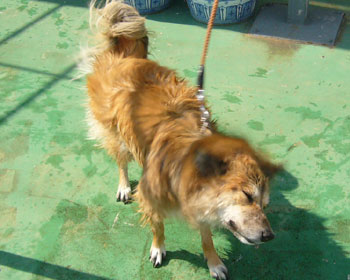 �u���u�����Ă����̓u���܂���