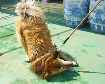 �������̃S���S��