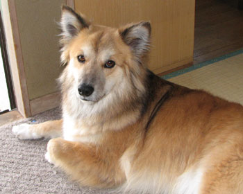 �ӂ�ӂ킾���ׂ��Ȃ�����łɂ��