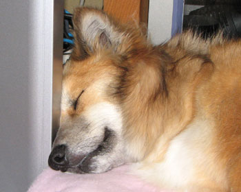 �����������ĐQ��̂��D��