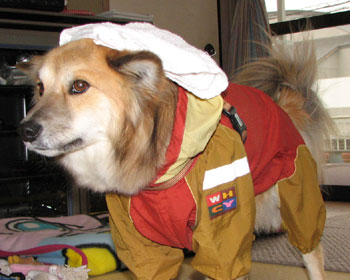 �^�I�����̂����Čł܂�