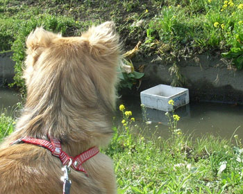 ���ʂ�h�ꓮ�����A�X�`���[��������