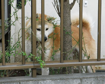 ���񂿂��Ɍ��߂�ꂽ