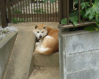 ���傤�͖�̑O�ő҂��ĂĂ��ꂽ