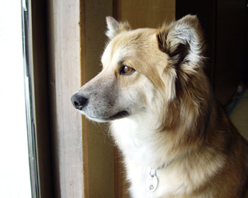 �܂��V�����J������������