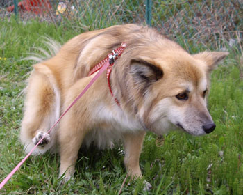 �V�J�����L�O�̃`�[