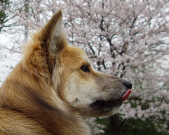 �n�[�h�{�C���h�ȐF����