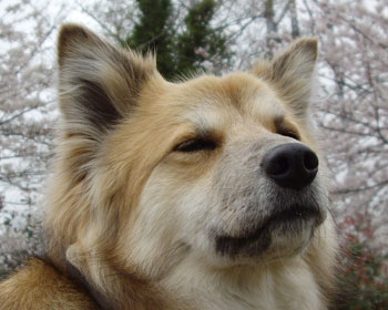 ���ɂ��܂���������Ēm���Ă�H