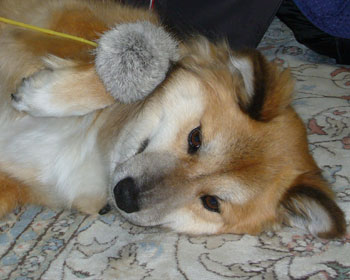 �|���|���ŗV�΂��