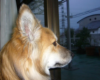 �J�����߂�