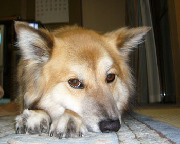 �ދ��Ȃ񂾂��