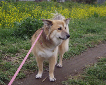 ���J���O�̍؂̉ԂƎ�