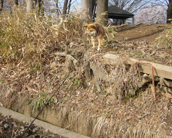 �����ς�ȂĂ΂�