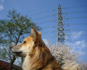 ����͂Q�W�����œS���Ǝ�